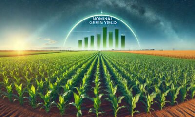 what is nominal grain yield